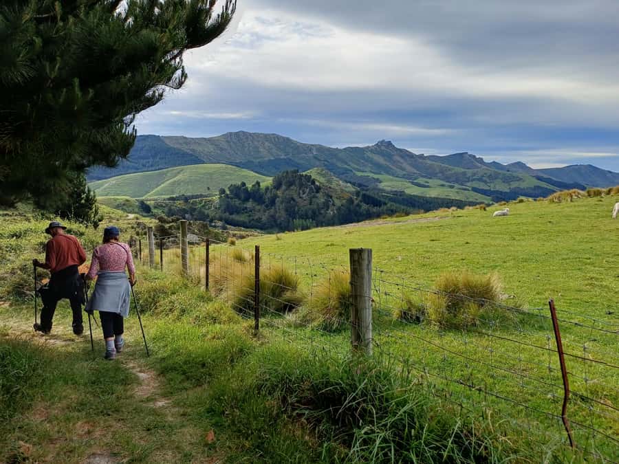 Christchurch: Packhorse Hut Guided Walk and Scenic Drive - From Christchurch to the first Port Hills viewpoints