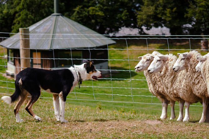 Christchurch Sheep Farm Visit - A short ride from Christchurch to working farm life