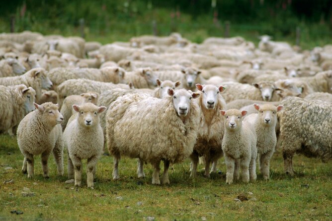 Christchurch Sheep Farm Visit - What the $111.70 price really buys