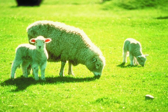 Christchurch Sheep Farm Visit - Should you book the Christchurch Sheep Farm Visit?