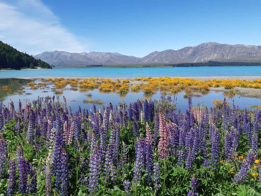 Christchurch: to Queenstown via Mt Cook 1 Way Tour - Lake Pukaki and the first sight of Aoraki/Mt Cook