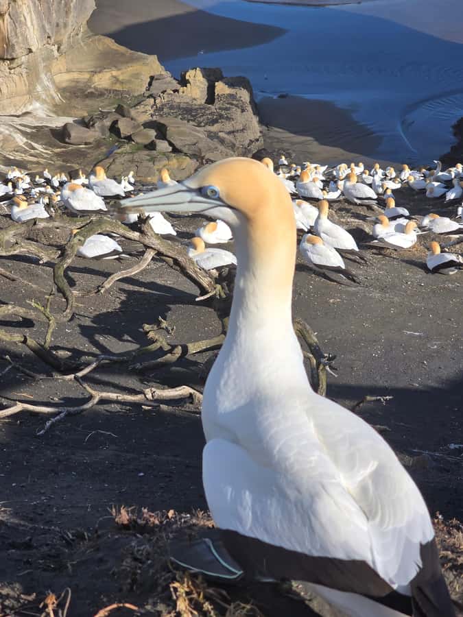“City & Coast & Country” – A Relaxed Day Tour from Auckland - Key points at a glance