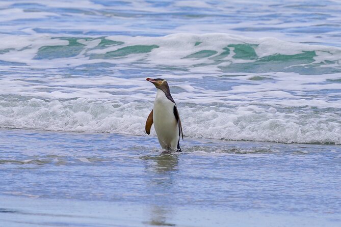 Clearwater Private Penguin & Wildlife Tour from Port Otago (5hrs) - Through the conservation reserve to a private beach