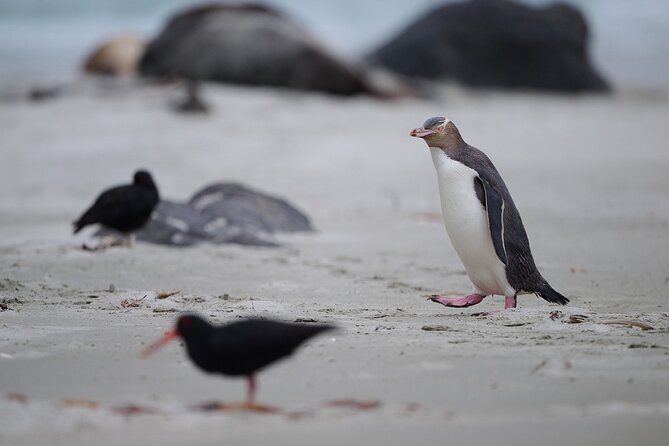 Clearwater Private Penguin & Wildlife Tour from Port Otago (5hrs) - What the guide adds