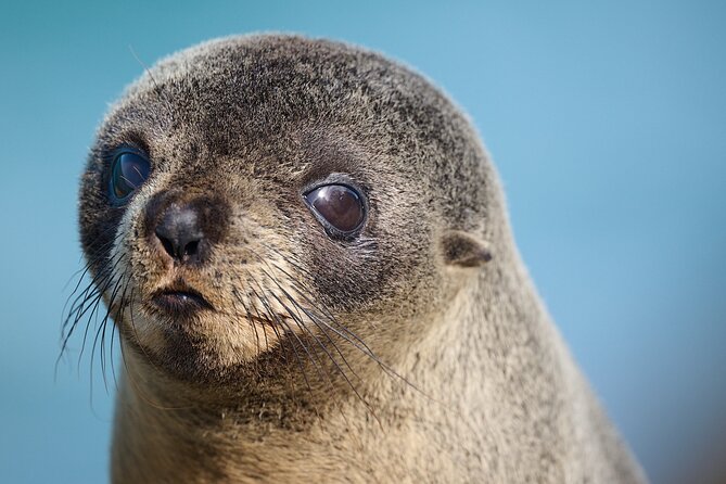 Clearwater Private Penguin & Wildlife Tour from Port Otago (5hrs) - Weather, walking, and who should book