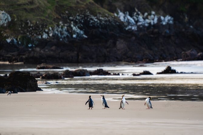 Clearwater Wildlife Tours (small group 10max) Otago Peninsula - Key points to know before booking