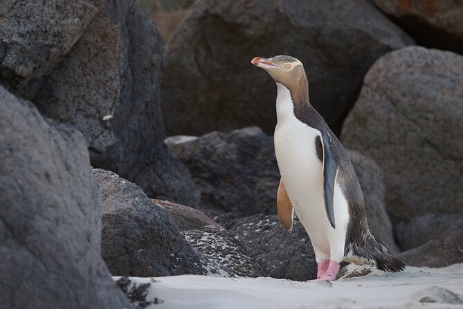 Clearwater Wildlife Tours (small group 10max) Otago Peninsula - From Dunedin’s Octagon to Cape Saunders