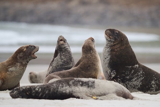 Clearwater Wildlife Tours (small group 10max) Otago Peninsula - What is included, and what you need to pack