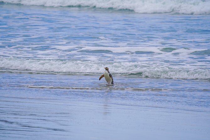 Clearwater Wildlife Tours (small group 10max) Otago Peninsula - Who will enjoy this tour most