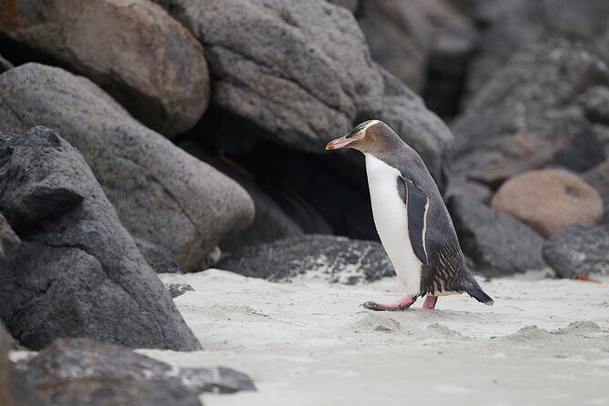 Clearwater Wildlife Tours (small group 10max) Otago Peninsula - How it compares with a more ordinary peninsula tour