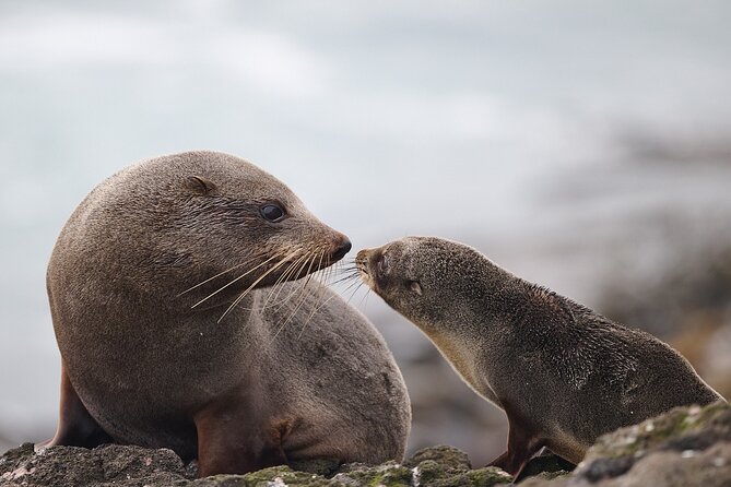 Clearwater Wildlife Tours (small group 10max) Otago Peninsula - Cape Saunders farm and the fur seal colony