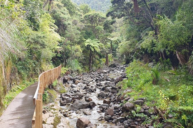 Coast and Rainforest Eco-Tour from Auckland with Picnic Lunch - Mercer Bay Loop and the west coast cliffs