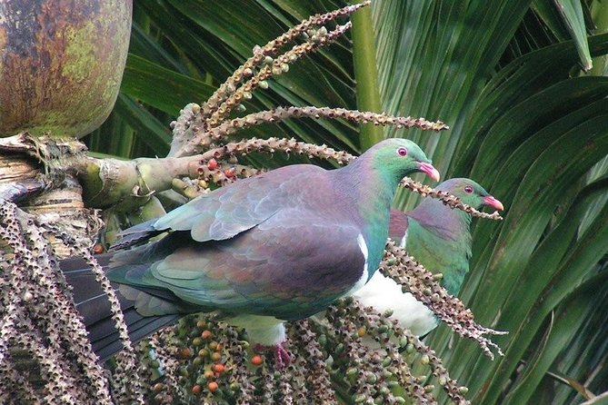 Coast and Rainforest Eco-Tour from Auckland with Picnic Lunch - Piha Beach and black volcanic sand
