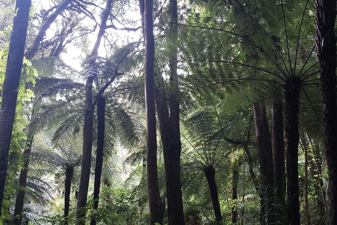 Coast and Rainforest Eco-Tour from Auckland with Picnic Lunch - Fitness, clothing, and what to pack