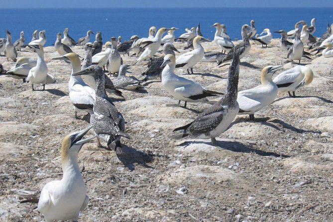 Coast to Coast Private Eco Tour - Why this private Auckland day works