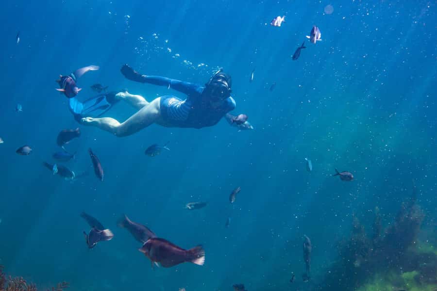 Coromandel: Aldermen Islands Marine Reserve Wildlife Cruise - What to bring for the best experience