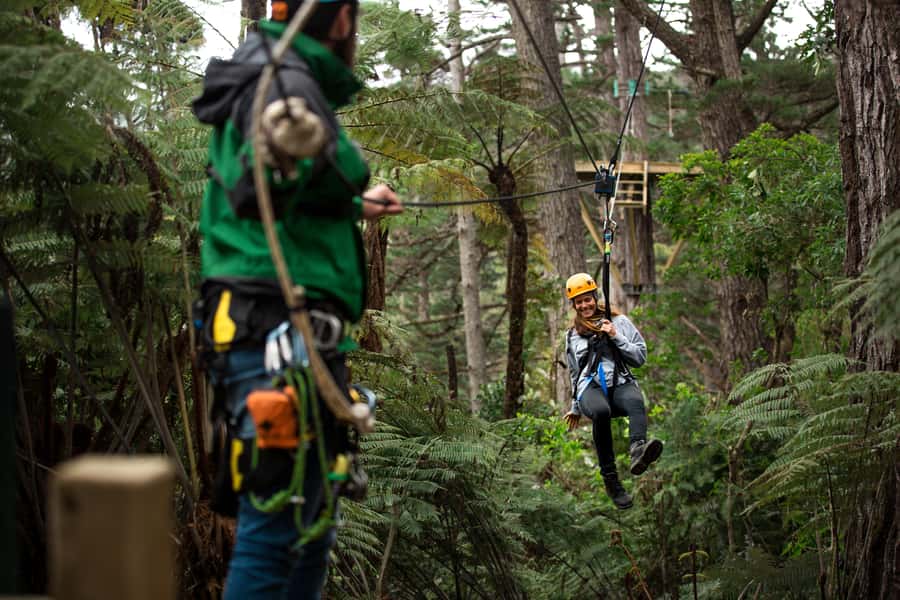 Coromandel: Guided Zipline Tour Experience - From kauri logging and gold mining to living forest