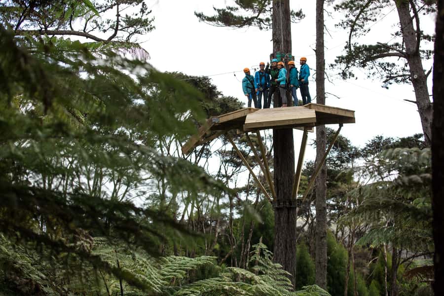 Coromandel: Guided Zipline Tour Experience - Eight ziplines, from gentle starts to a 200-metre run