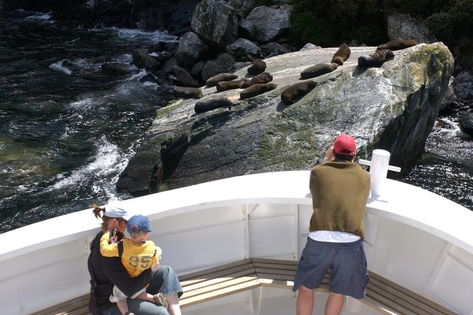 Cruise Milford NZ Small Boutique Cruise Experience - Seals, dolphins, and the possibility of penguins