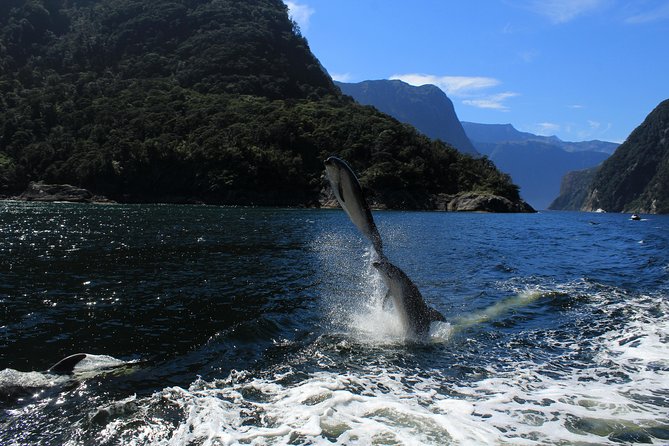 Cruise Milford NZ Small Boutique Cruise Experience - Comfort, mobility, and who will enjoy it