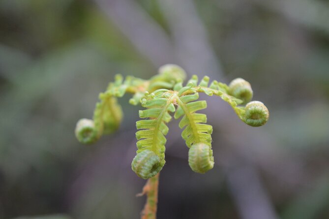 Cruise & Rainforest Walk - Franz Josef Glacier - Is the $92.47 price good value?