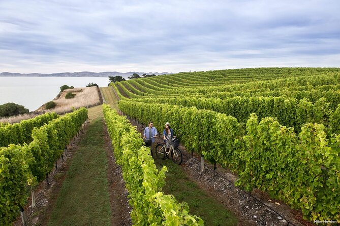 CRUISE SHIP DAY Marlborough Hop On Hop Off Wine Tours - Astrolabe Wines and the central Blenheim stops