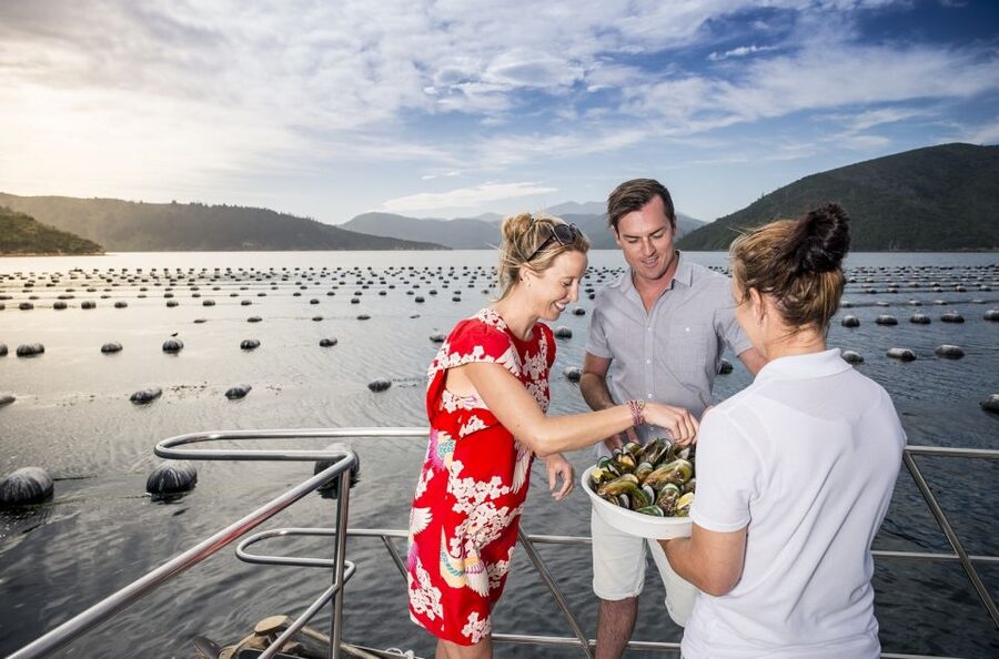 Depart Picton: Marlborough Sounds Afternoon Seafood Cruise - Should you book the Picton seafood cruise?