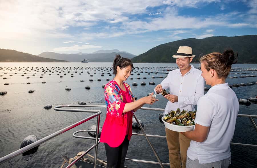 Depart Picton: Marlborough Sounds Afternoon Seafood Cruise - How the $92 fare measures up