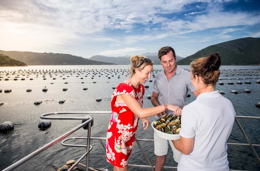 Depart Picton: Marlborough Sounds Afternoon Seafood Cruise - Queen Charlotte Sound opens around you