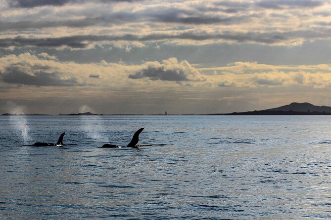 Discover Auckland City Tour: The City of Sails - Is $108.60 a fair price?