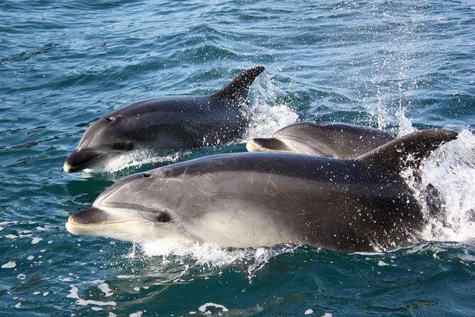 Discover the Bay - Hole in the Rock cruise includes Island Lunch - Key points to know before you book