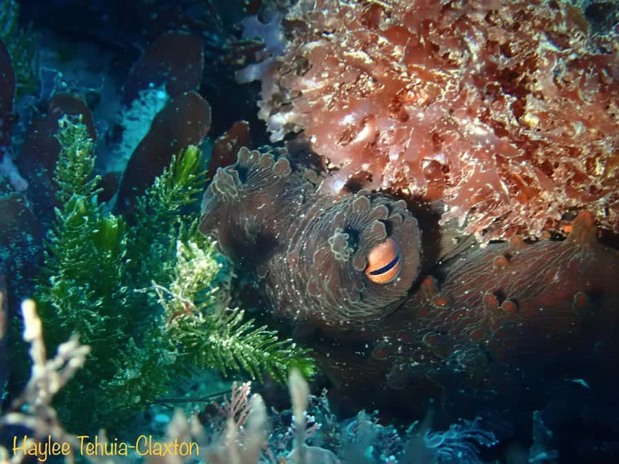 Double Boat Dive with Equipment - Key points about the Kaikoura boat trip