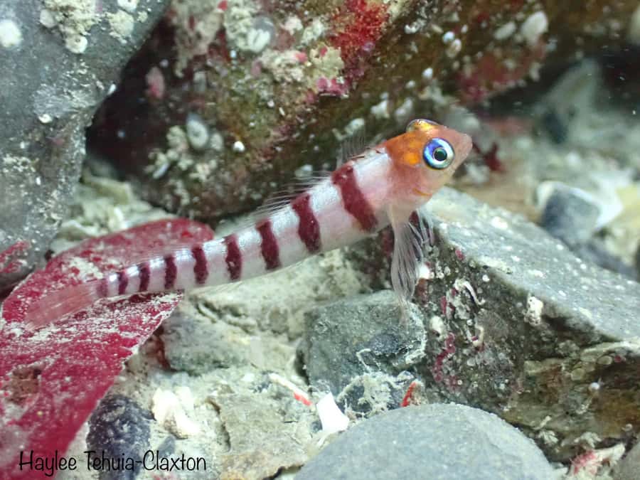 Double Boat Dive with Equipment - Why Kaikoura looks different below the surface