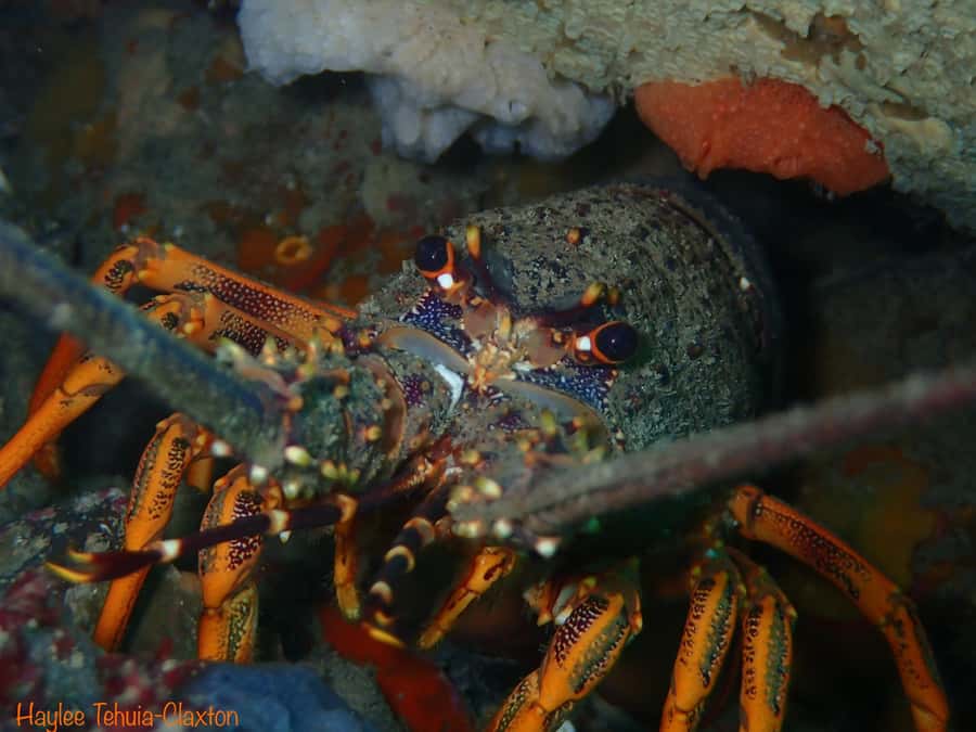 Double Boat Dive with Equipment - The first one-hour underwater session