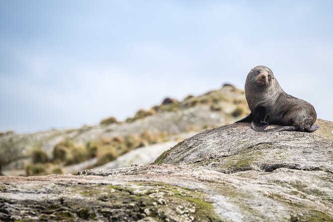Doubtful Sound Wilderness Cruise from Queenstown - Three hours among the fiord’s peaks