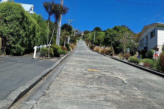 Dunedin and Otago Peninsula Private Tours Up to 4 people - Sandfly Bay, seals, and the southern coast