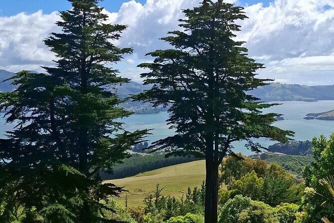 Dunedin and Otago Peninsula Private Tours Up to 4 people - Taiaroa Head and the Royal Albatross Centre