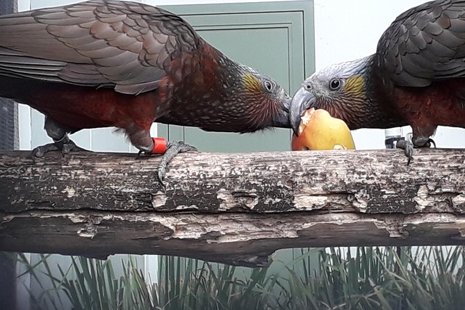 Dunedin City Highlights, Otago Peninsula Scenery & a Guided Penguin Reserve Tour - A smart first look at Dunedin and the peninsula