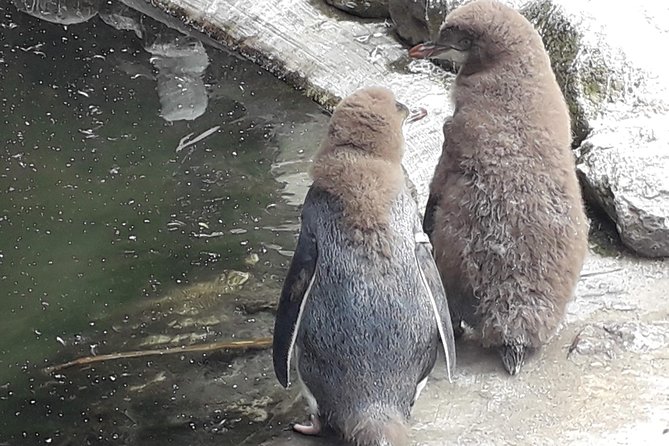 Dunedin City Highlights, Otago Peninsula Scenery & a Guided Penguin Reserve Tour - Who gets the best value from this outing