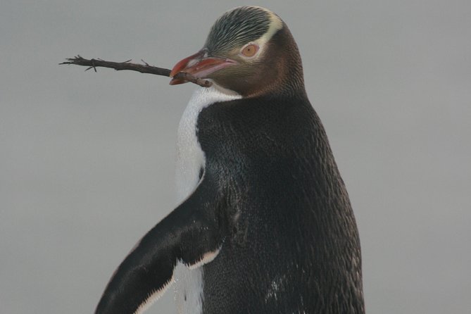 Dunedin City Highlights, Otago Peninsula Scenery & a Guided Penguin Reserve Tour - The Otago Peninsula is the scenic heart of the day