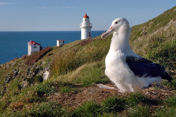 Dunedin City Highlights, Otago Peninsula Scenery & Albatross Guided Tour - Baldwin Street, a ten-minute introduction to Dunedin’s hills