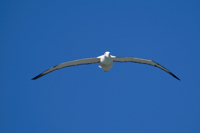 Dunedin City Highlights, Otago Peninsula Scenery & Albatross Guided Tour - Portobello Road and the scenic run toward the peninsula