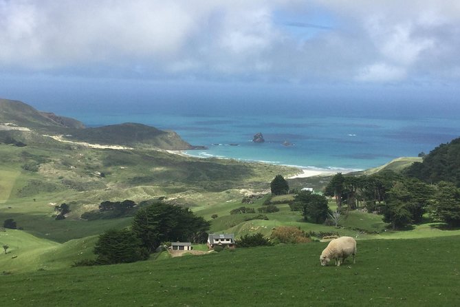 Dunedin City Highlights, Otago Peninsula Scenery & Albatross Guided Tour - Highcliff Road gives you the big views