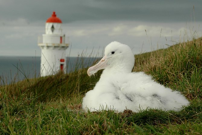 Dunedin City Highlights, Otago Peninsula Scenery & Albatross Guided Tour - The Royal Albatross Centre is the reason to book