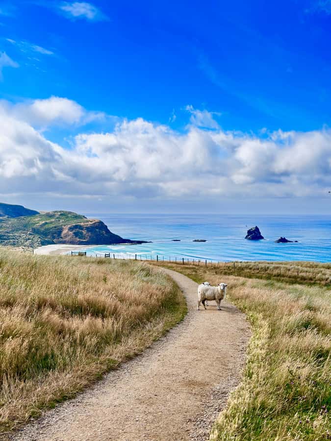 Dunedin City & Otago Peninsula Scenery Day Tour - Baldwin Street is a quick, funny challenge