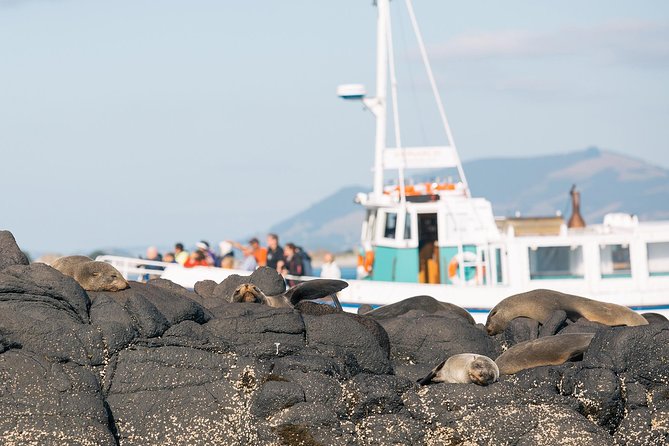 Dunedin City to Sea Wildlife Cruise + Peninsula Bus Tour - Why this Dunedin outing works so well