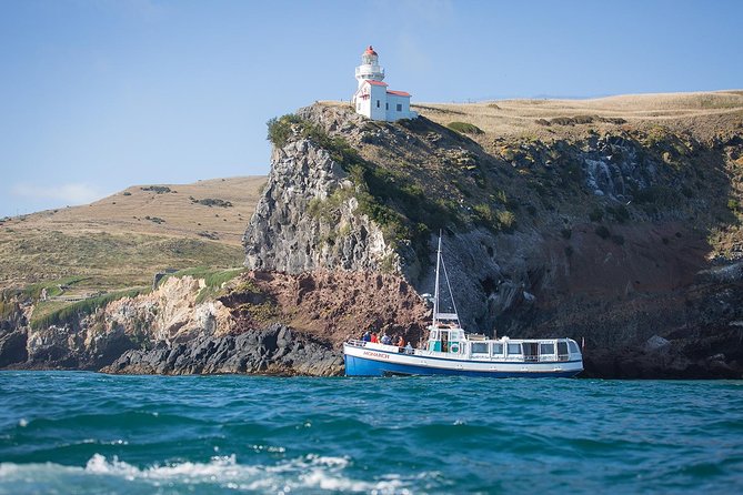 Dunedin City to Sea Wildlife Cruise + Peninsula Bus Tour - Watching for seals, dolphins, and seabirds