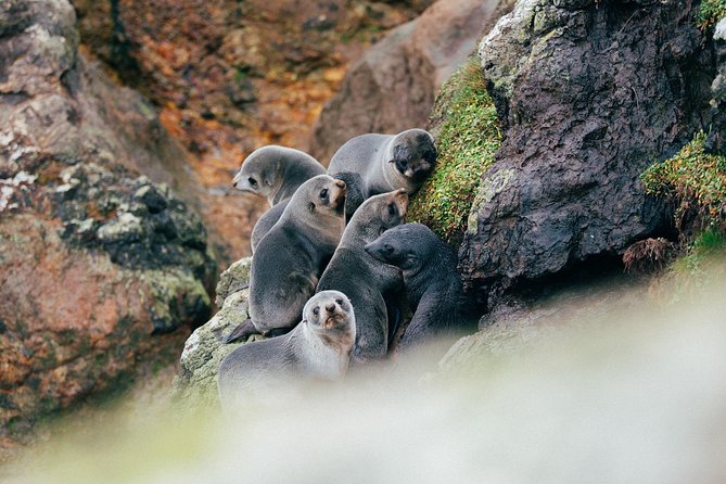 Dunedin City to Sea Wildlife Cruise + Peninsula Bus Tour - The peninsula bus ride between October and April