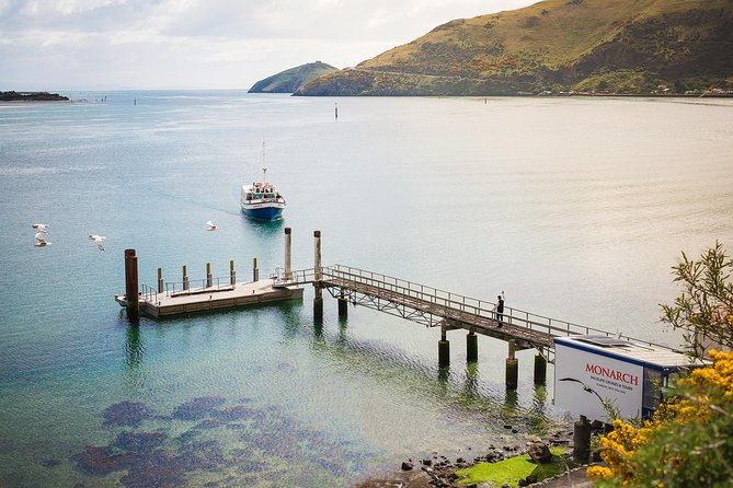 Dunedin City to Sea Wildlife Cruise + Peninsula Bus Tour - The return to Dunedin: peaceful or too quiet?