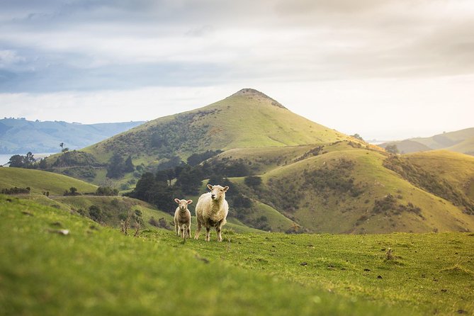 Dunedin City to Sea Wildlife Cruise + Peninsula Bus Tour - Comfort, access, and what to bring